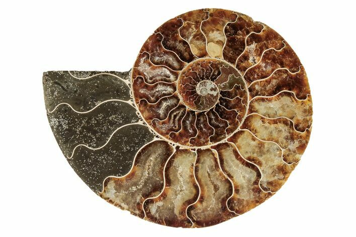 Cut & Polished Ammonite Fossil (Half) - Madagascar #191668